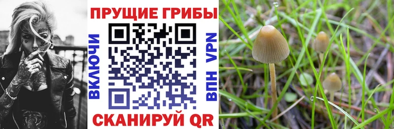 закладки  Струнино  Галлюциногенные грибы мицелий 